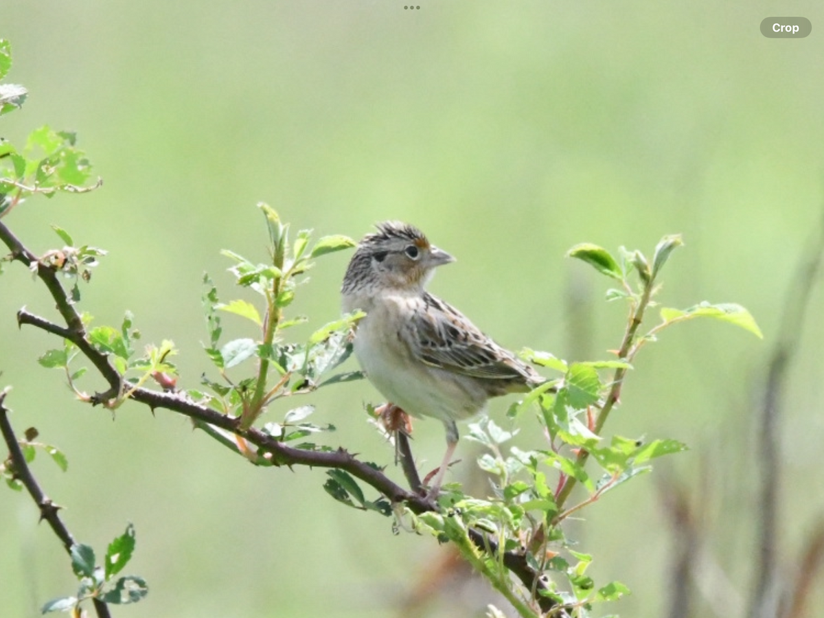 Grasshopper Sparrow - David Medd
