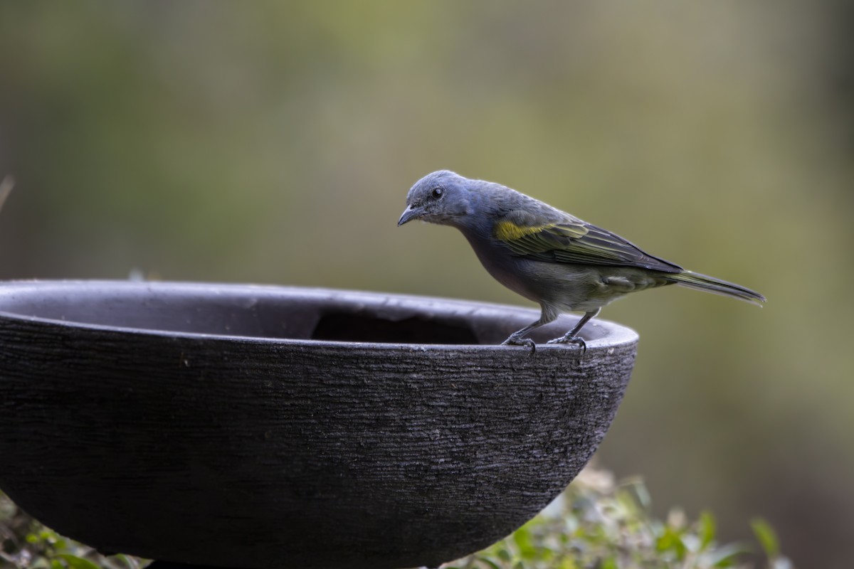 Golden-chevroned Tanager - Gustavo Silva