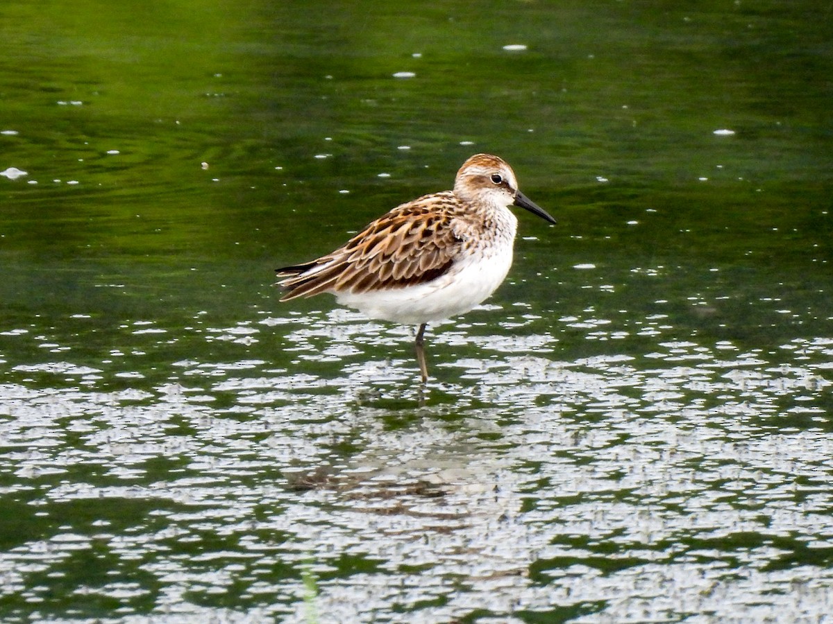 Semipalmated Sandpiper - Sophie Dismukes