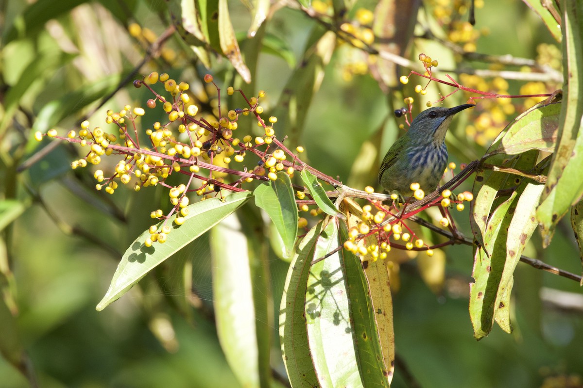 Green Honeycreeper - allie bluestein