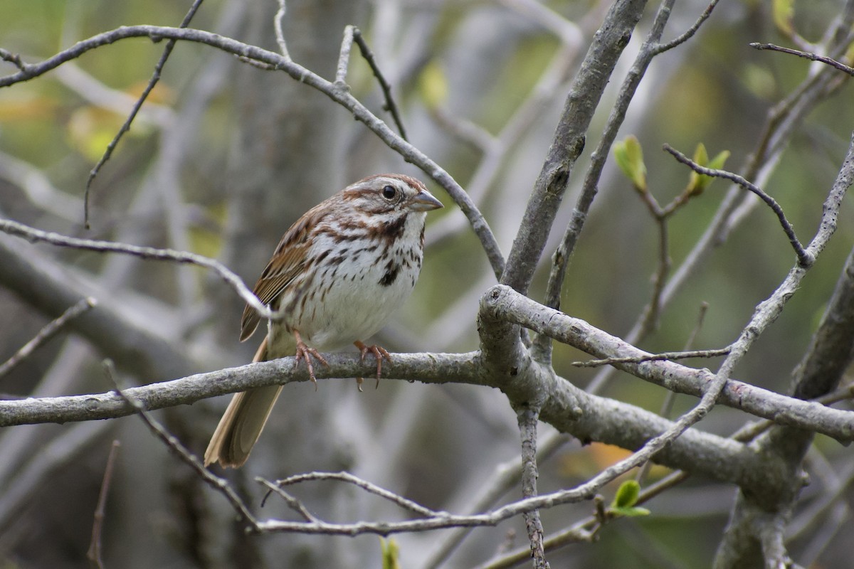 Song Sparrow - Melina Watson