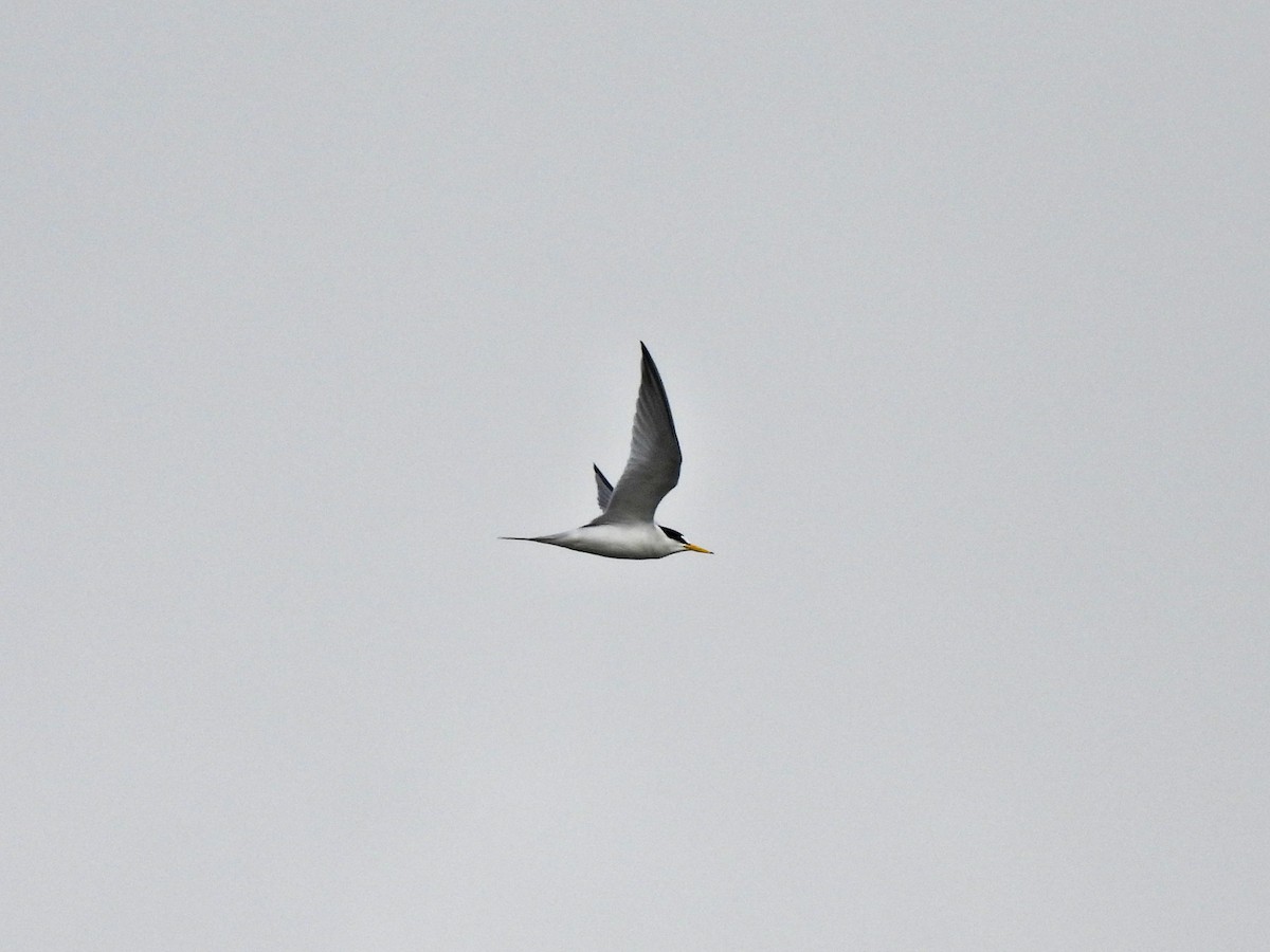 Least Tern - Sophie Dismukes
