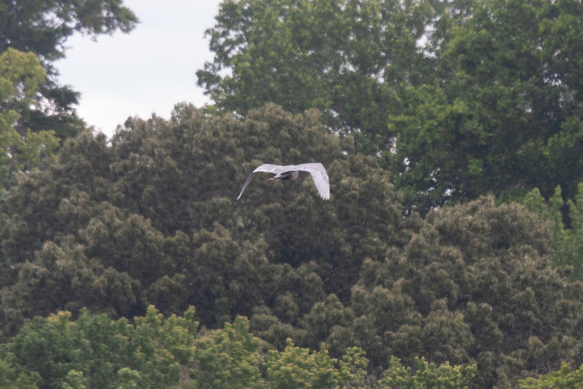Great Blue Heron - ML619205050