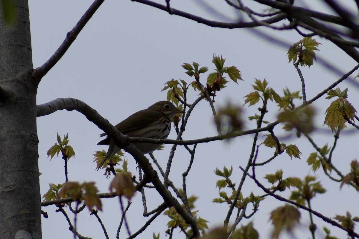 Ovenbird - Melina Watson