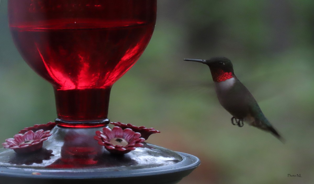 Ruby-throated Hummingbird - Nathalie L. COHL 🕊