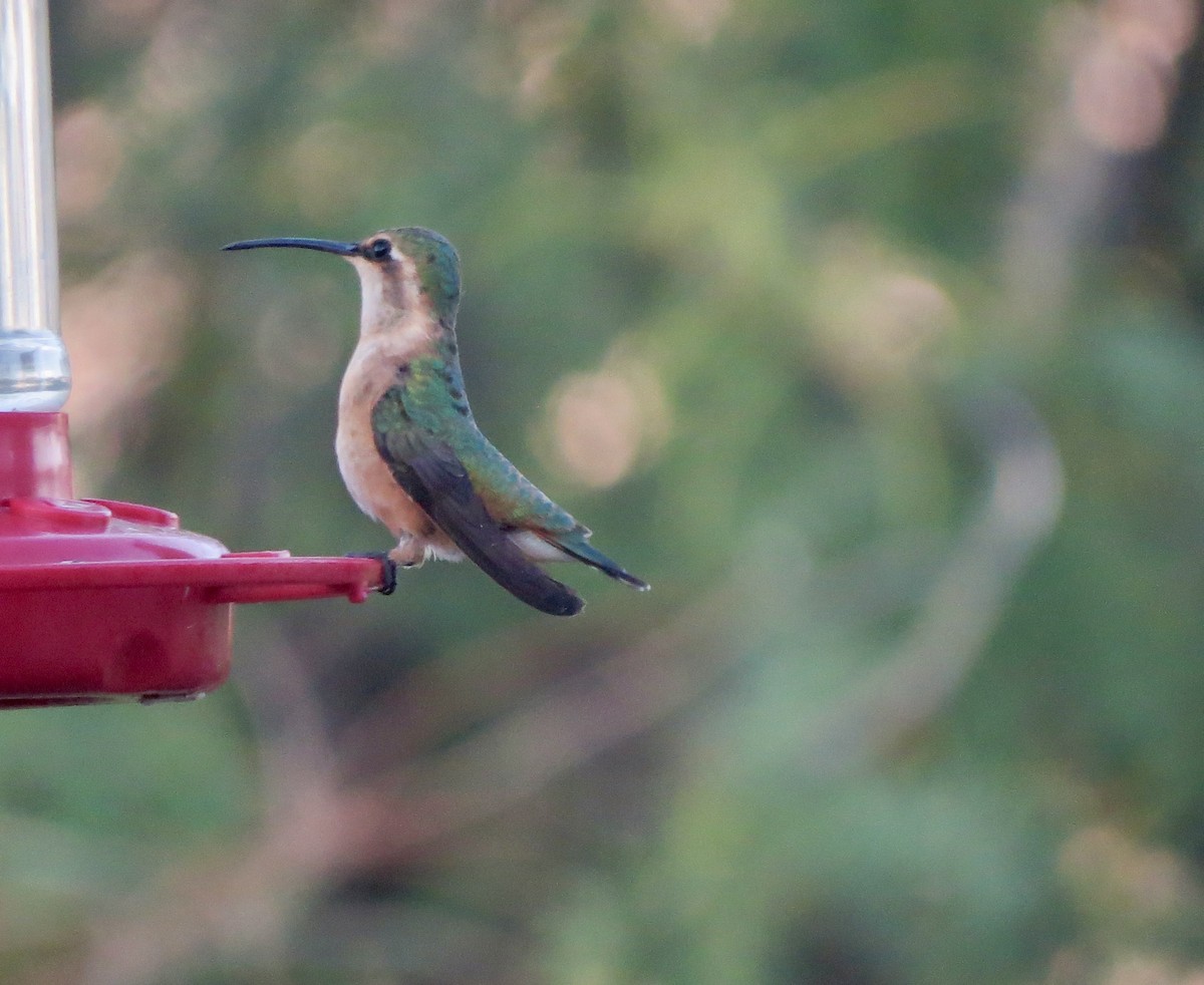 Colibrí Luminoso - ML619205060