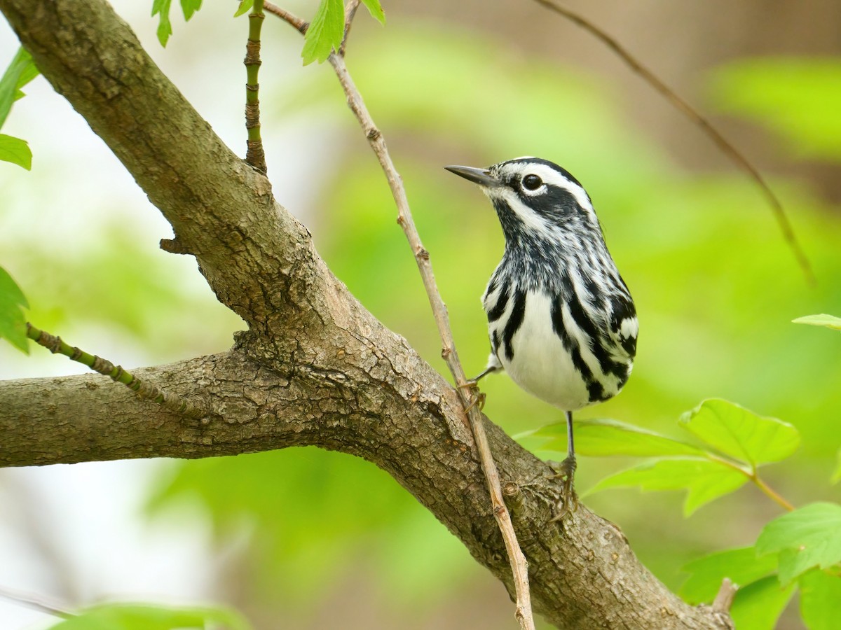 Black-and-white Warbler - Alex Eisengart