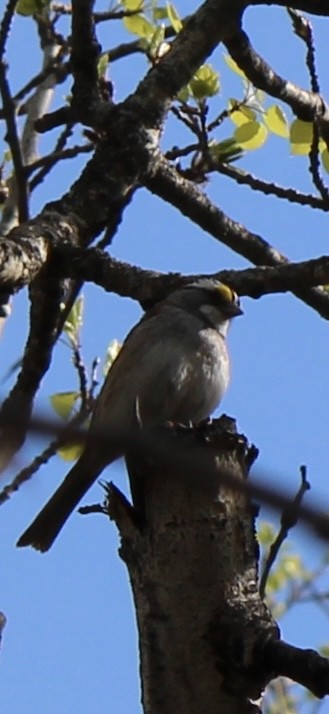 White-throated Sparrow - Amy Ressler-Williams