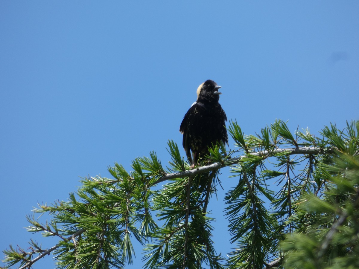 Bobolink - Stephen  Greenwood