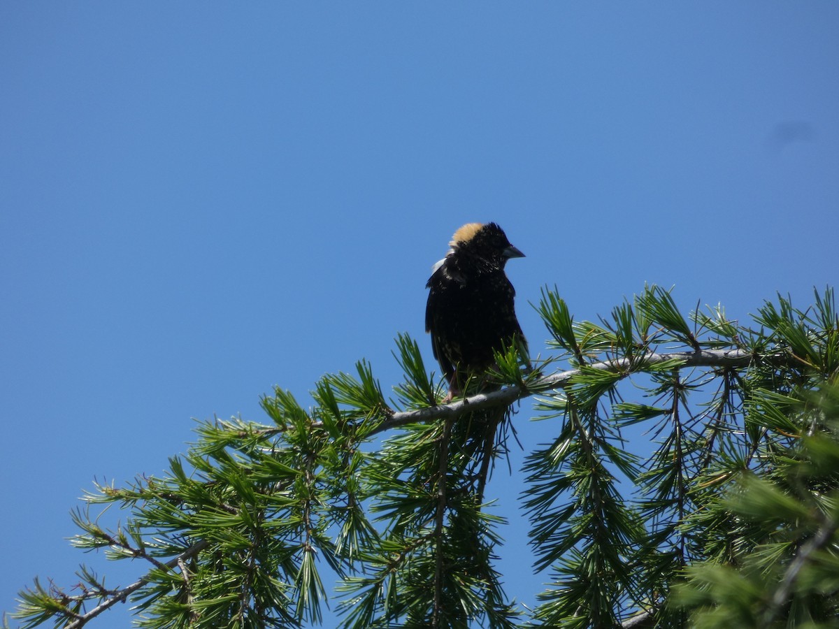 Bobolink - Stephen  Greenwood