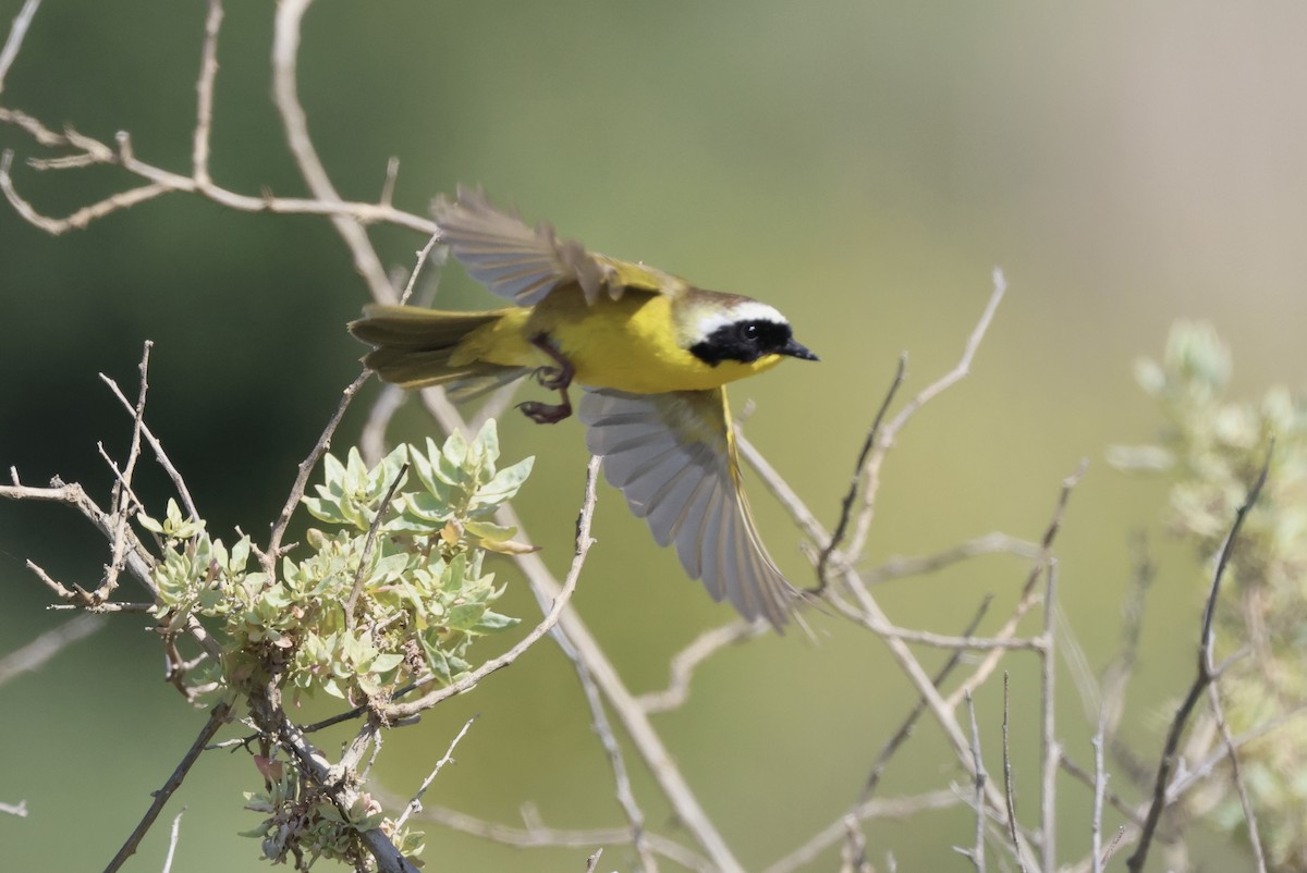 Common Yellowthroat - Michael McCloy