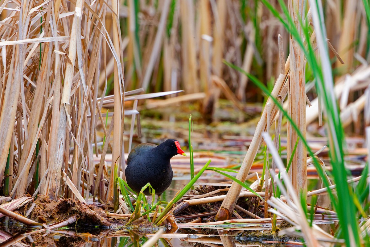 Common Gallinule - Darry W.