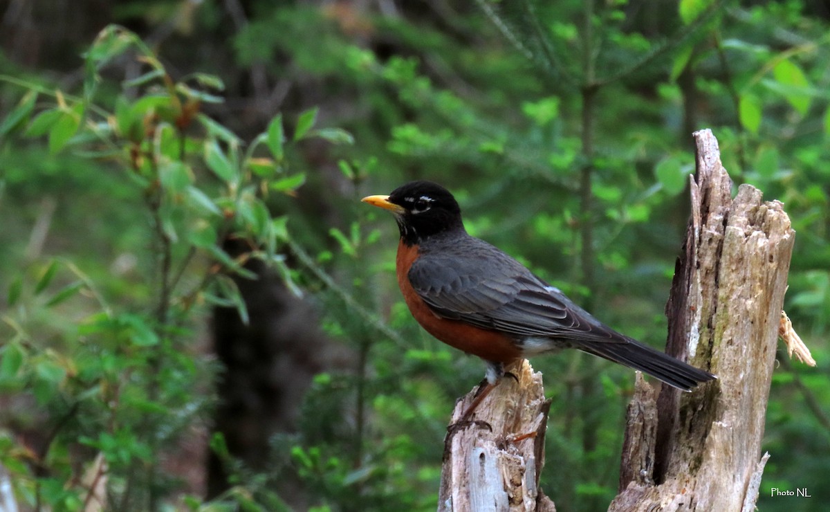 American Robin - Nathalie L. COHL 🕊