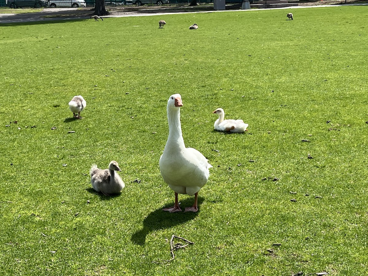 Domestic goose sp. (Domestic type) - Sebastian Martinson