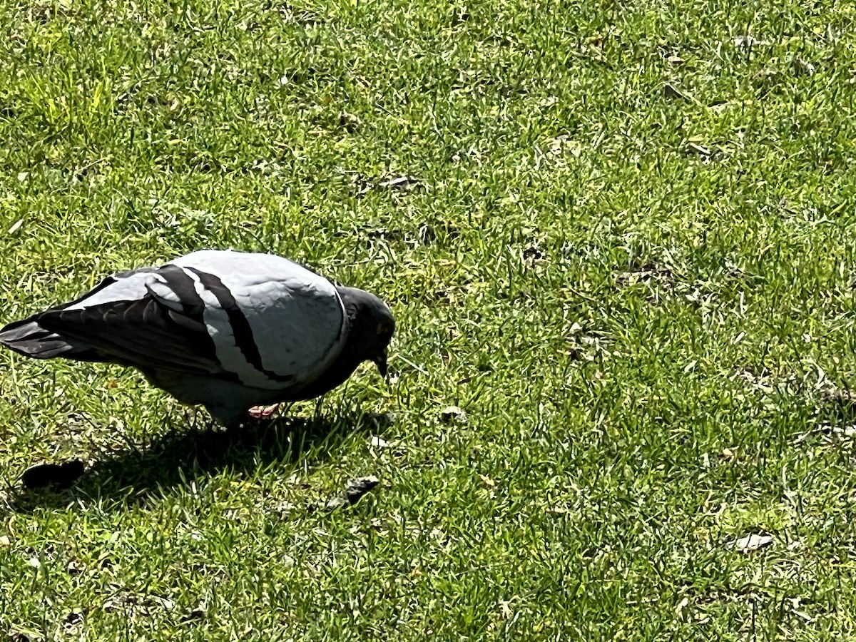 Rock Pigeon (Feral Pigeon) - Sebastian Martinson