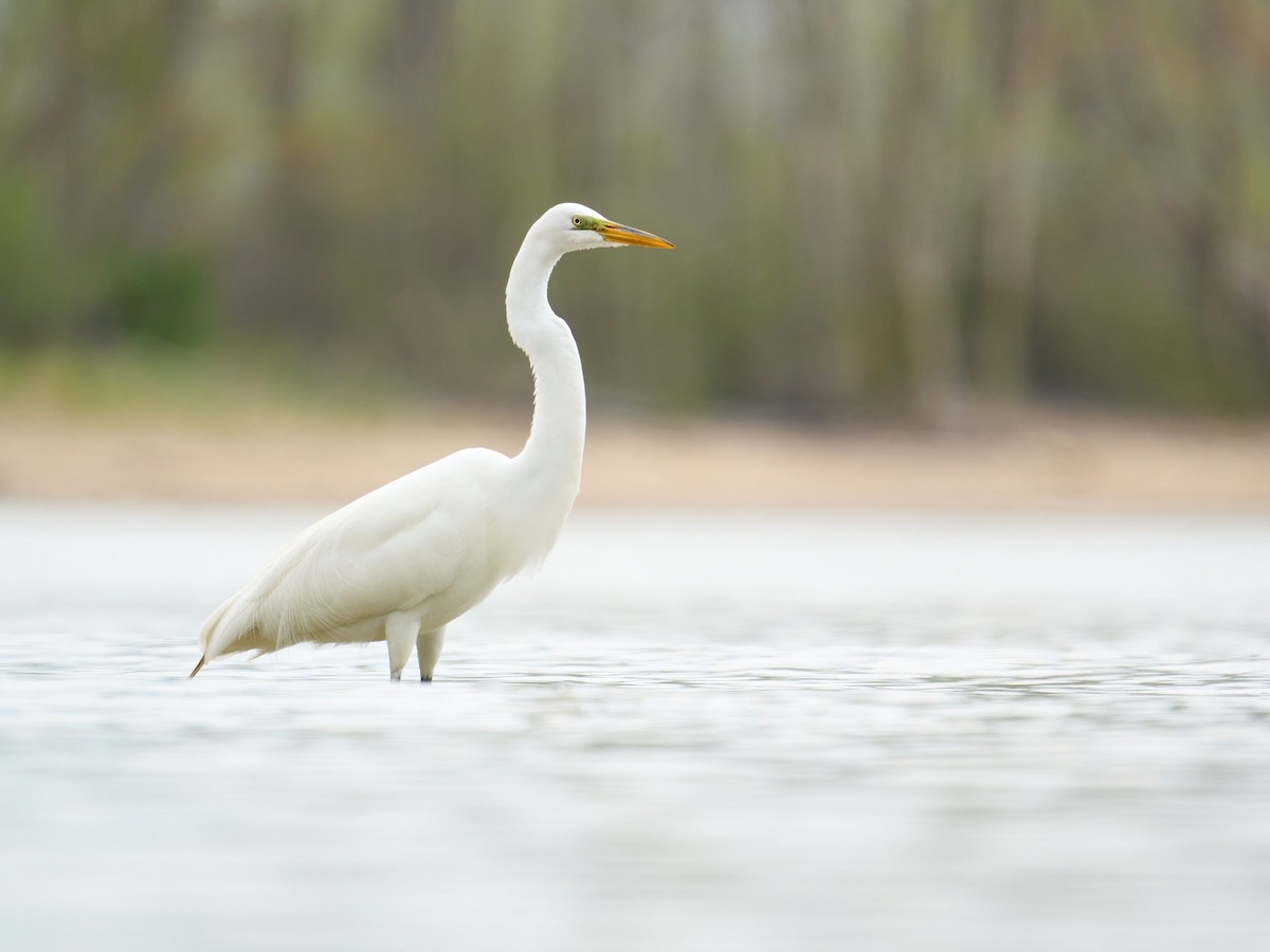 Great Egret - Alex Eisengart