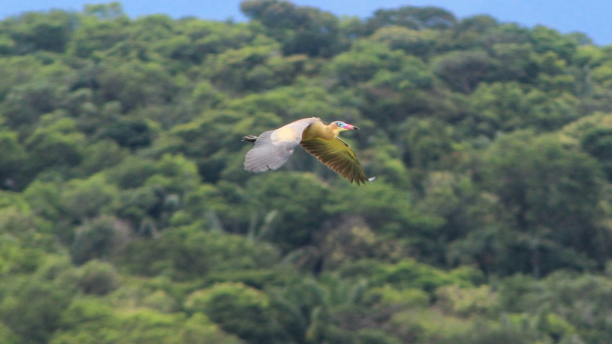 Whistling Heron - Anonymous