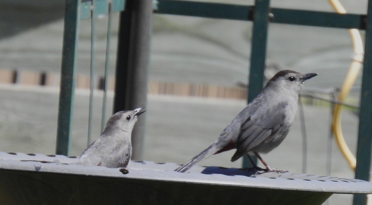 Gray Catbird - Les Gunderson