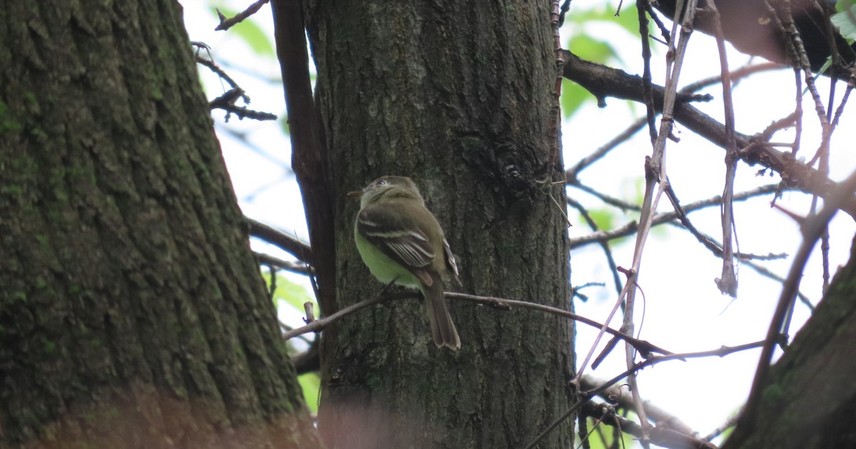 Least Flycatcher - Kelly Coles