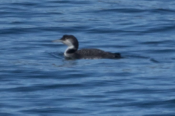 Common Loon - Mitch (Michel) Doucet