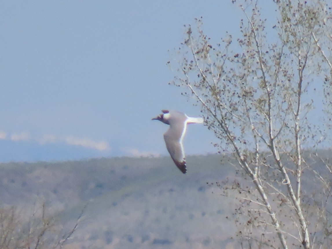 Franklin's Gull - Bob Hargis