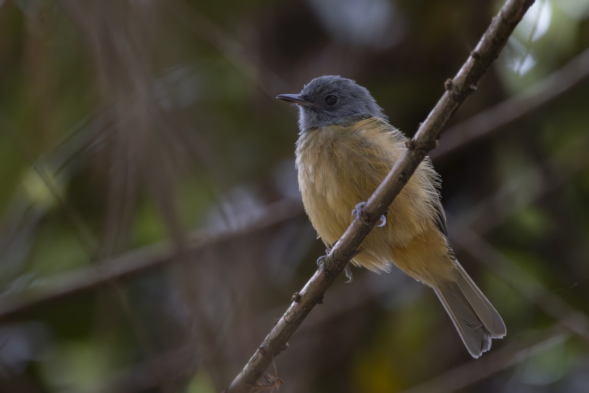 Gray-hooded Flycatcher - Gustavo Silva