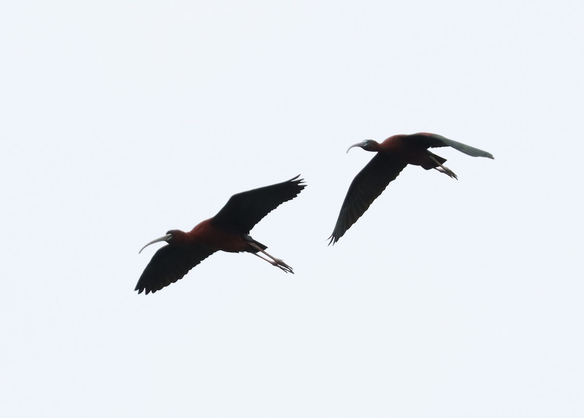 Glossy Ibis - Wayne Patterson