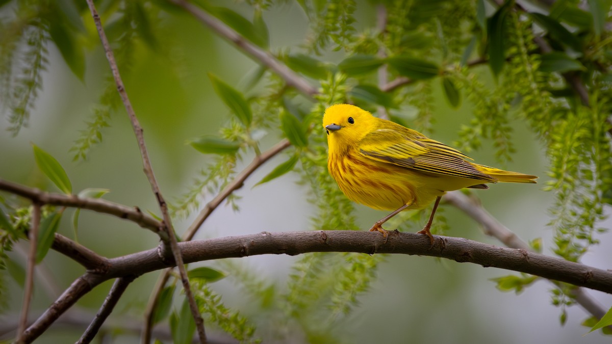 Yellow Warbler - Mark Sak