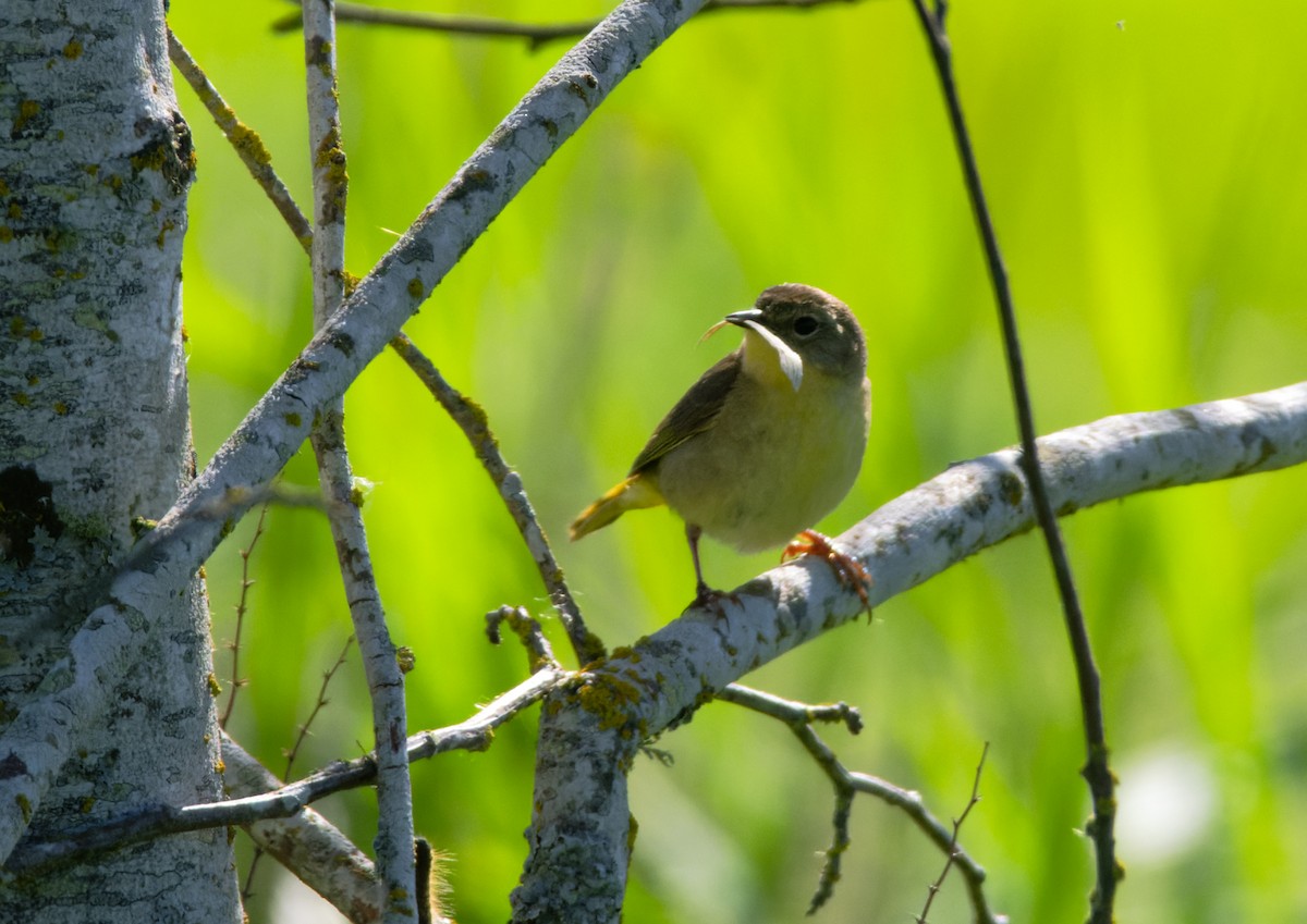 Common Yellowthroat - Gordon Hart