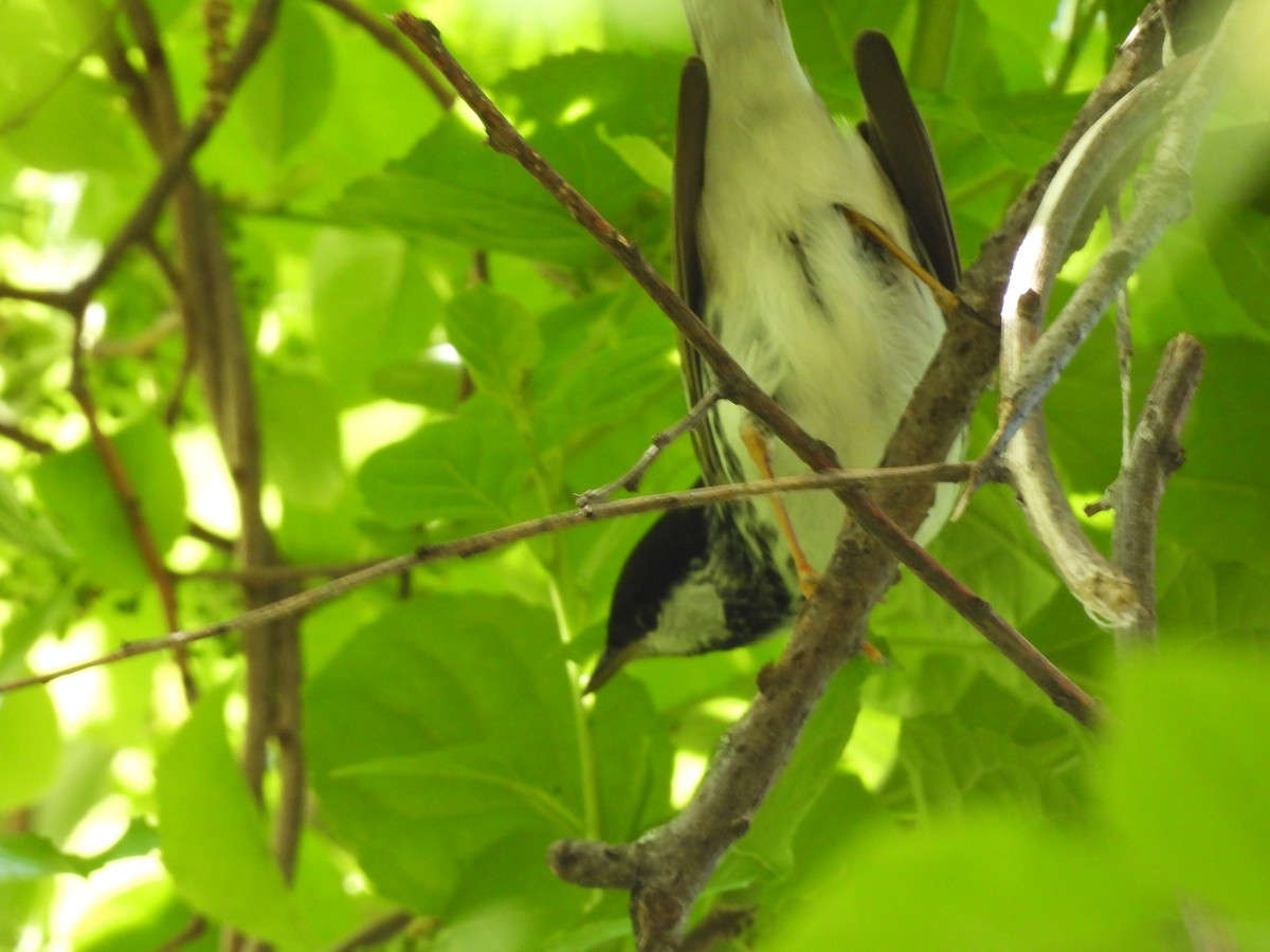 Blackpoll Warbler - Emily Szczypek