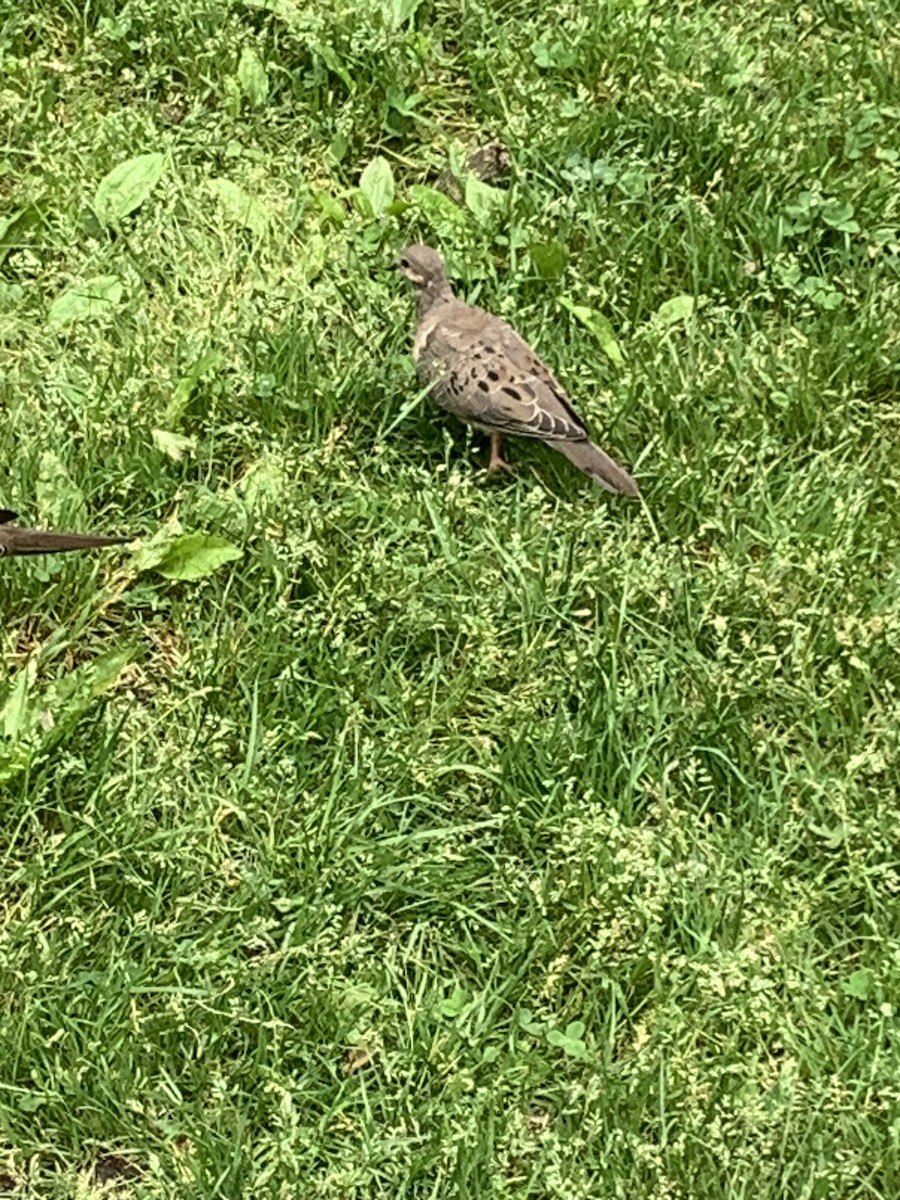 Mourning Dove - Luke        T. O'Brien