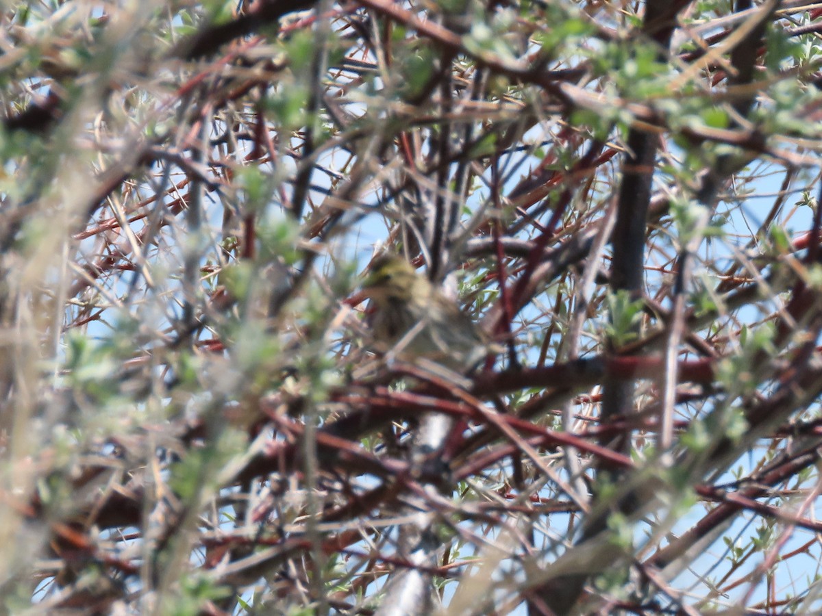 Savannah Sparrow - Bob Hargis