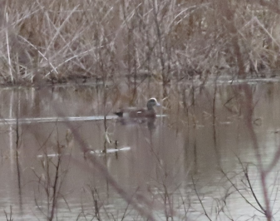 American Wigeon - Neil D