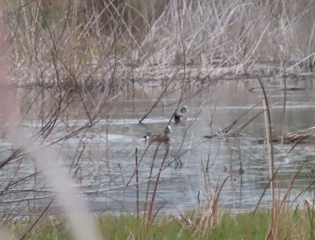 American Wigeon - Neil D