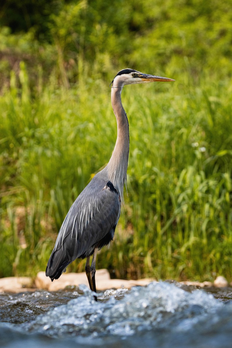 Great Blue Heron - Yifei Ma