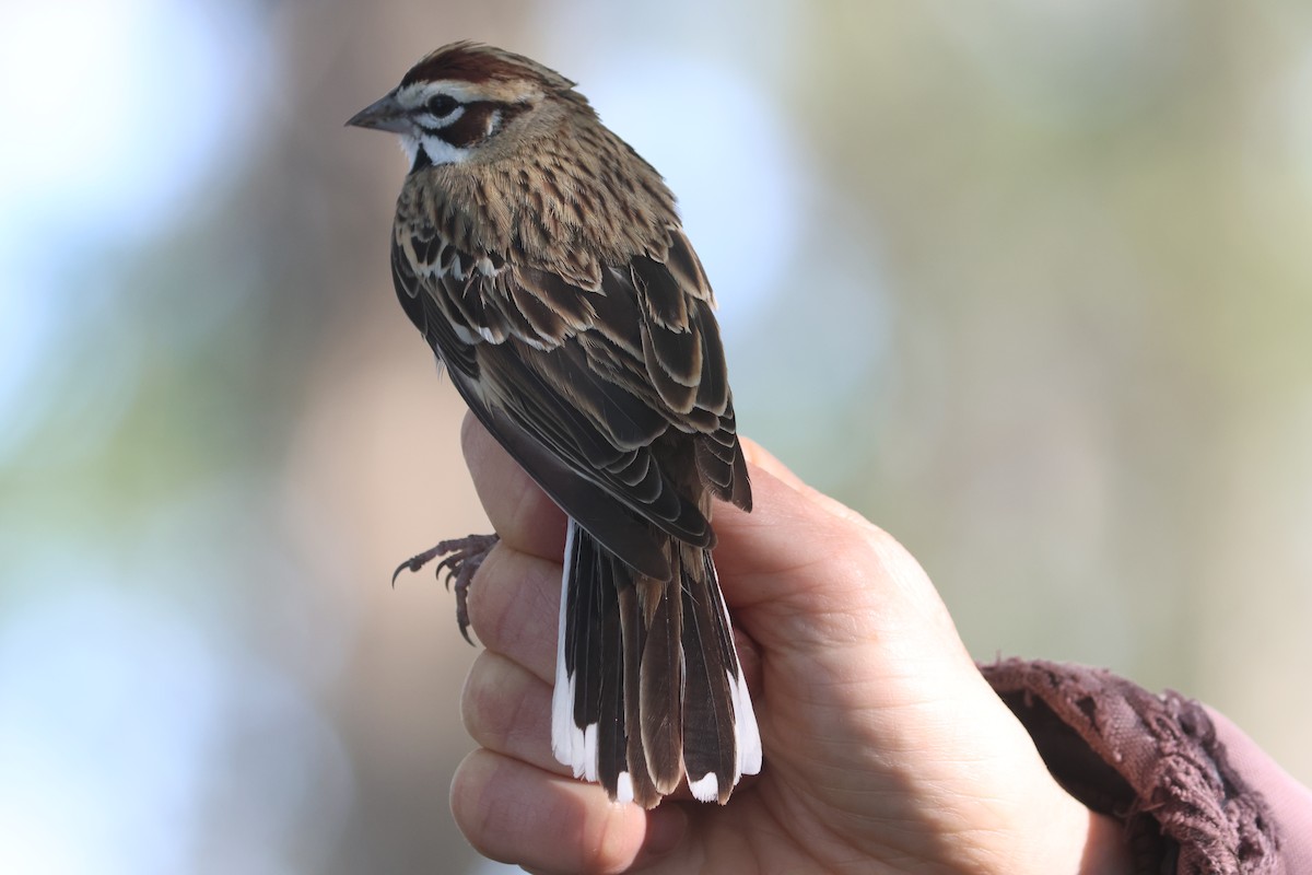 Lark Sparrow - ML619205389