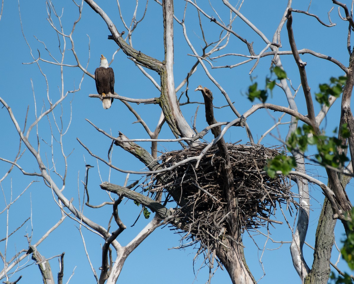 Weißkopf-Seeadler - ML619205395