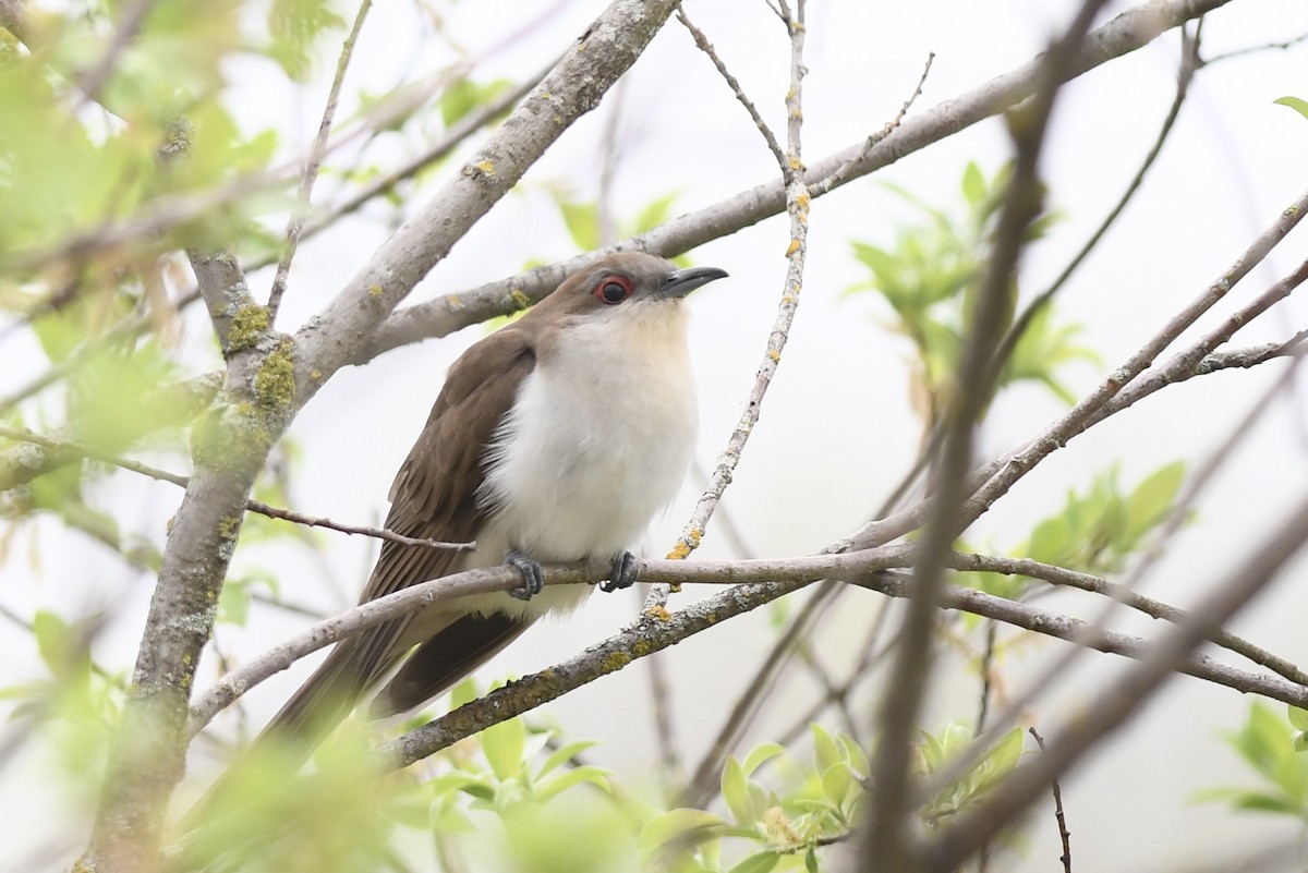 Black-billed Cuckoo - Hannah Dodington