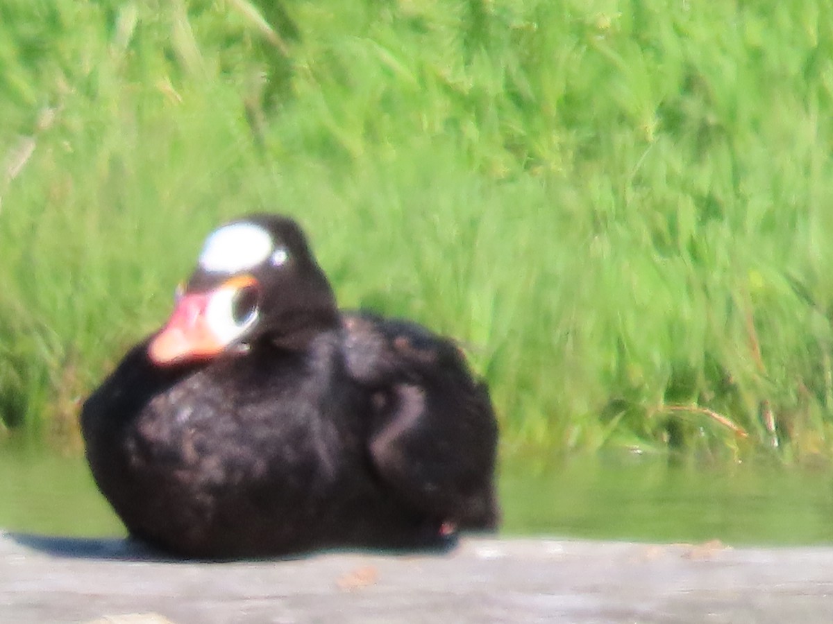 Surf Scoter - Martha Pallin