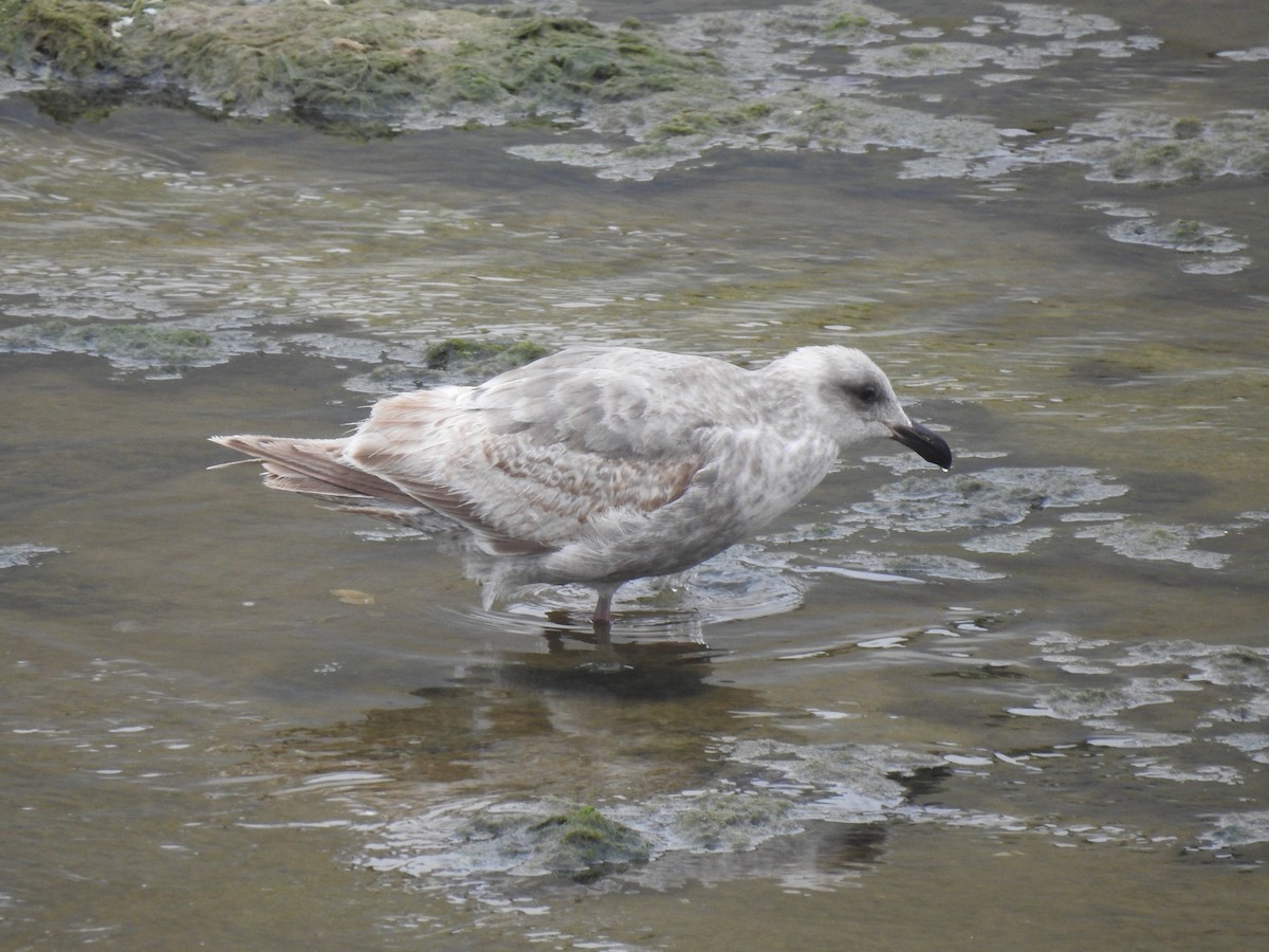 Larus sp. - Chris Dean