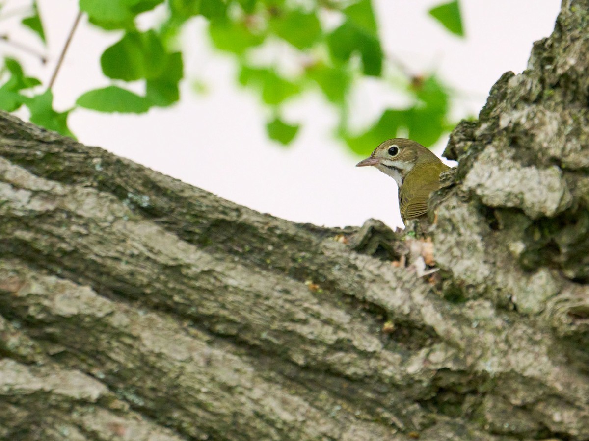 Ovenbird - Alex Eisengart