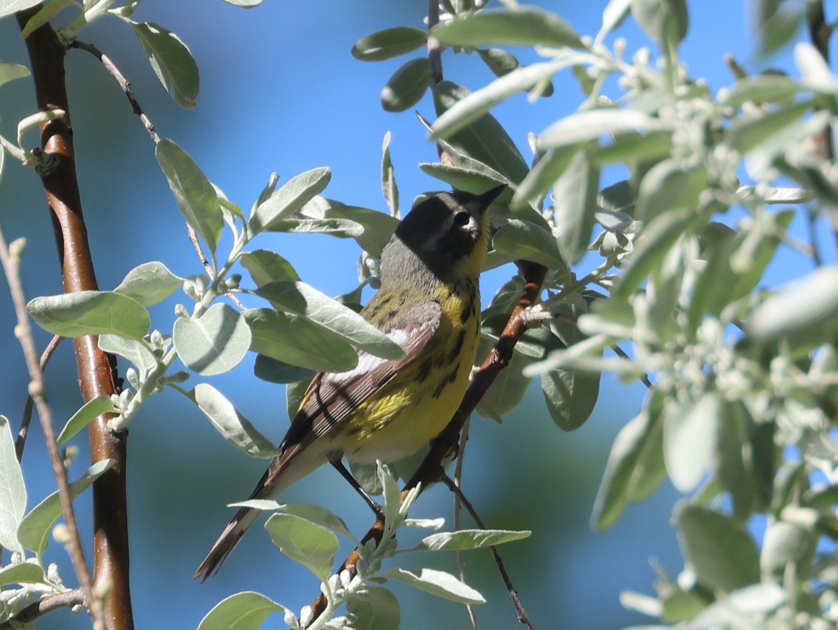 Magnolia Warbler - ML619205462