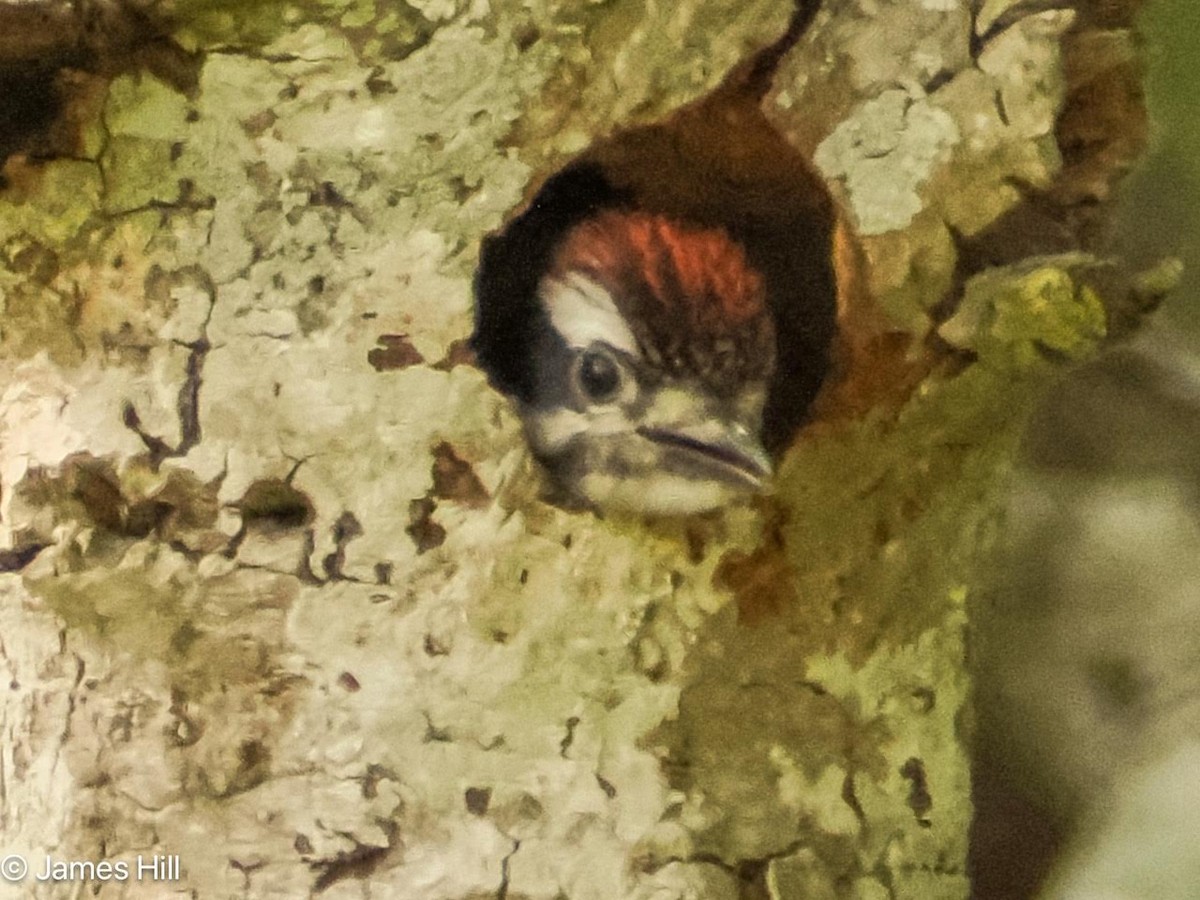 Downy Woodpecker - James Hill