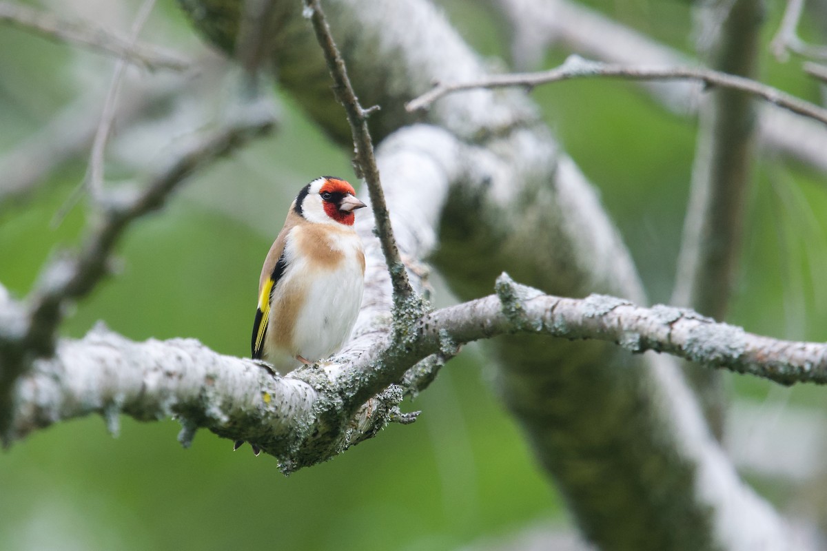 European Goldfinch - Owen Strickland