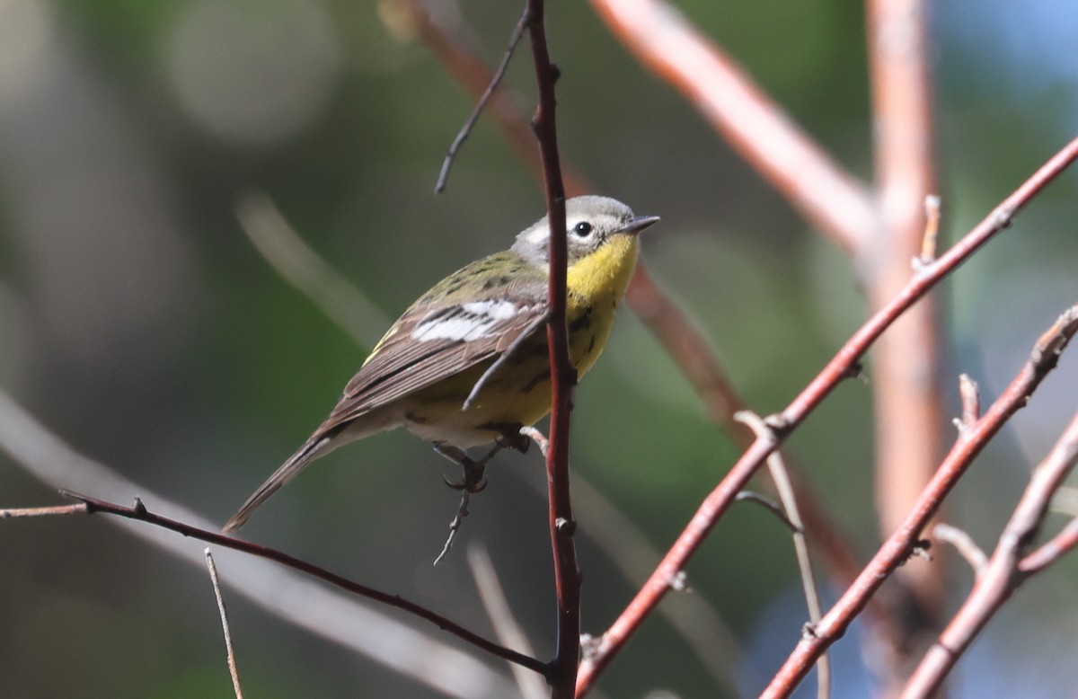 Magnolia Warbler - John Drummond