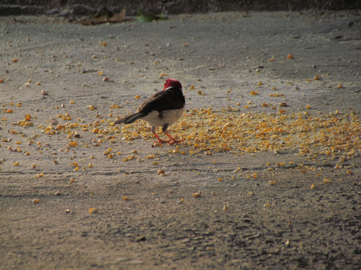 Yellow-billed Cardinal - Selene Torres V.