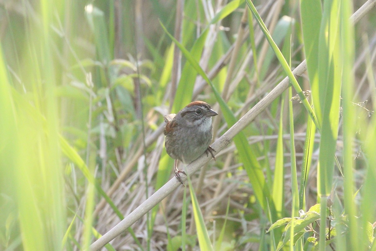 Swamp Sparrow - Tom Stayancho