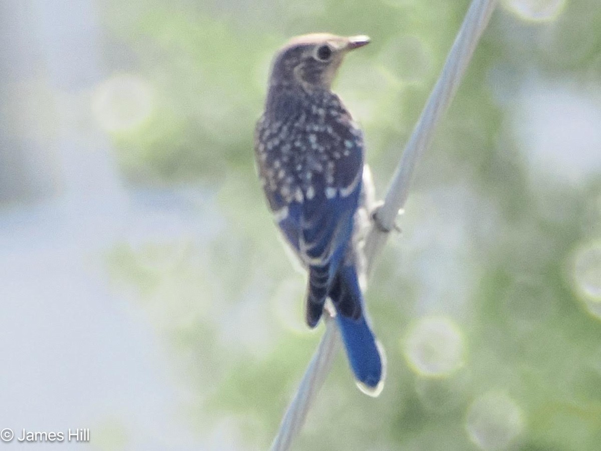 Eastern Bluebird - ML619205483