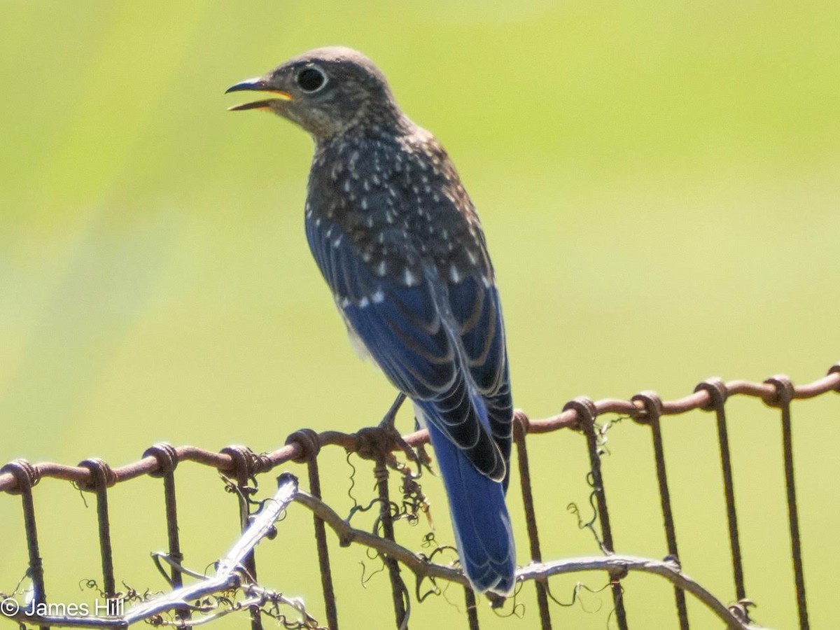 Eastern Bluebird - James Hill