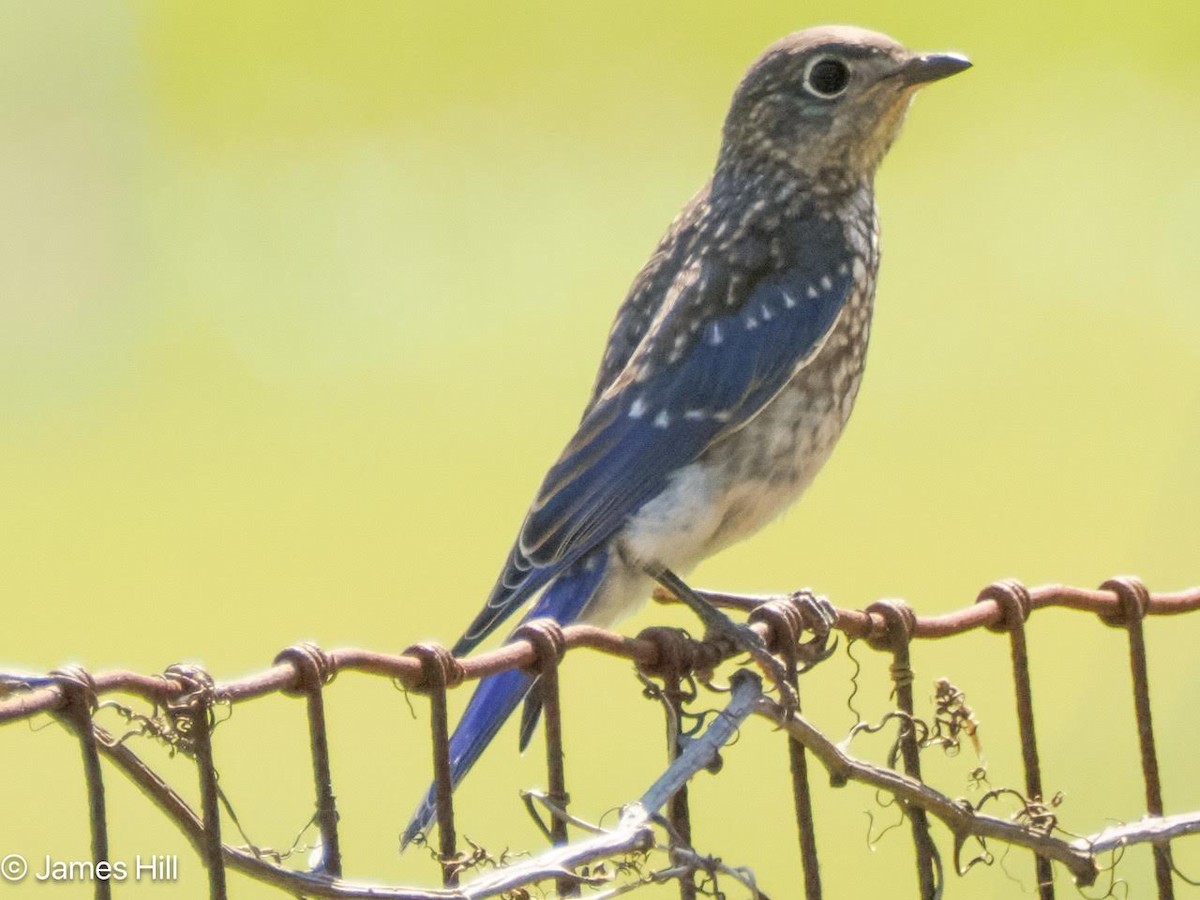 Eastern Bluebird - James Hill